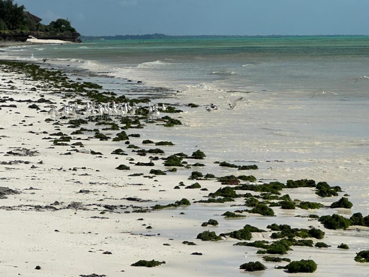Villa Serenity, Tanzania Unforgettable Paje Buitenkant foto